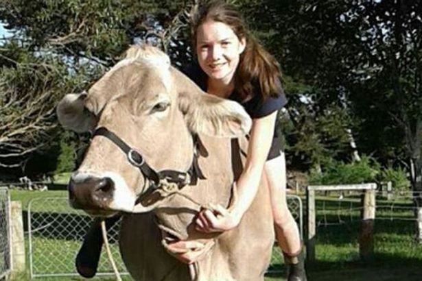 Lilac The Show Jumping Cow